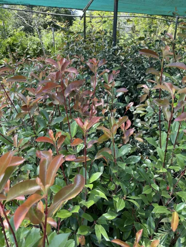 Promotion pour création haie jardin à Folelli, Folelli, Pépinière du Fiumalto