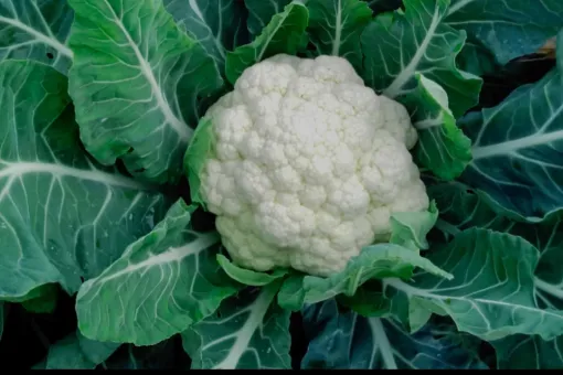Réception de légumes d'hiver à la pépinière du Fiumalto, Folelli, Pépinière du Fiumalto