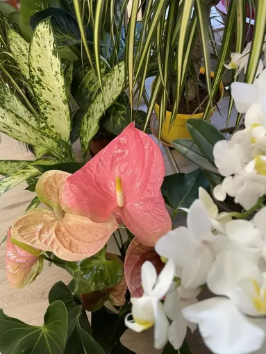 Grand arrivage de plantes d'intérieur, Folelli, Pépinière du Fiumalto