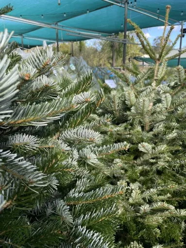 Réception de sapin, Folelli, Pépinière du Fiumalto