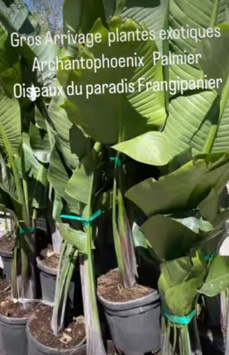 Acheter des plantes exotiques dans une pépinière à Folelli, Folelli, Pépinière du Fiumalto