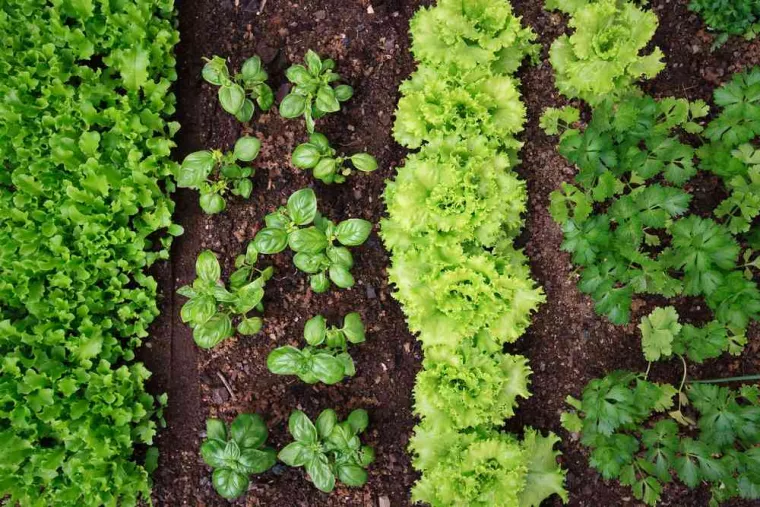 À quelle période de l'année planter des plants maraîchers ?, Folelli, Pépinière du Fiumalto
