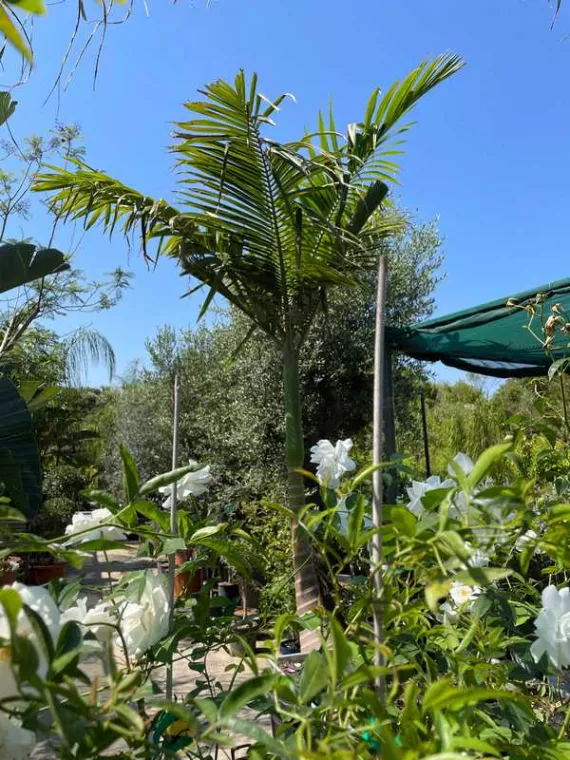 Se détendre dans une pépinière entre amis au soleil, Folelli, Pépinière du Fiumalto