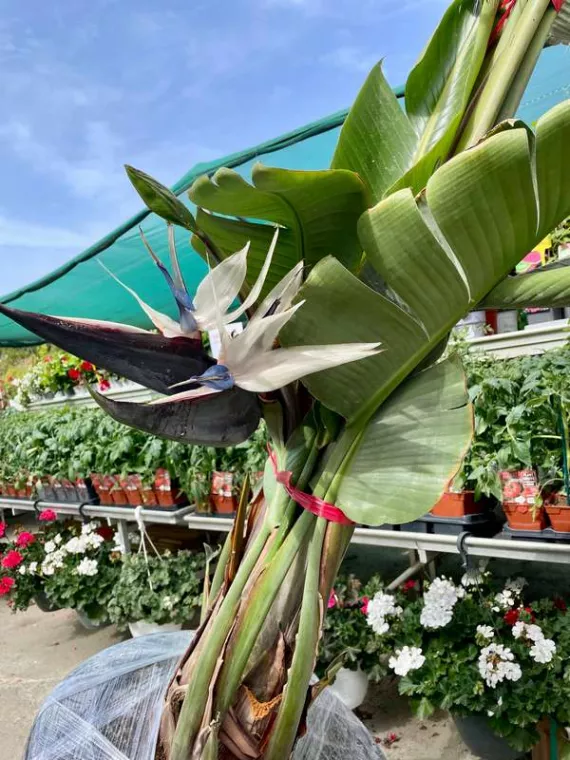 Visiter une pépinière en Corse pour obtenir des conseils sur son propre jardin, Folelli, Pépinière du Fiumalto