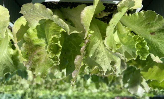 Réception de légumes d'hiver à la pépinière du Fiumalto, Folelli, Pépinière du Fiumalto