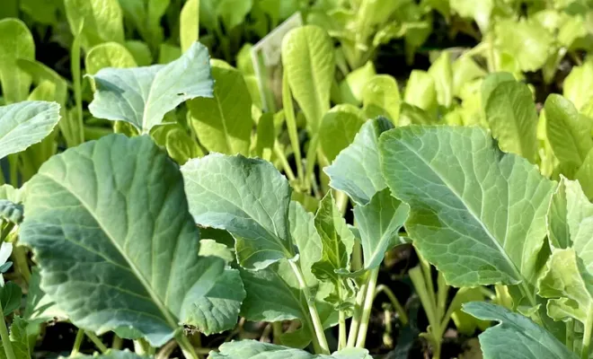 Réception de légumes d'hiver à la pépinière du Fiumalto, Folelli, Pépinière du Fiumalto