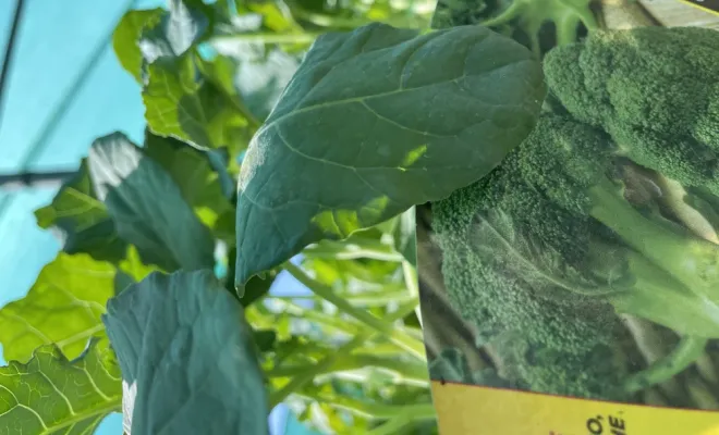 Réception de légumes d'hiver à la pépinière du Fiumalto, Folelli, Pépinière du Fiumalto