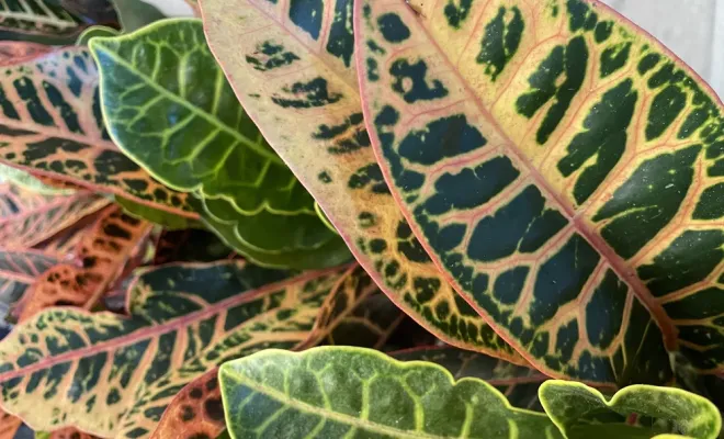 Grand arrivage de plantes d'intérieur, Folelli, Pépinière du Fiumalto