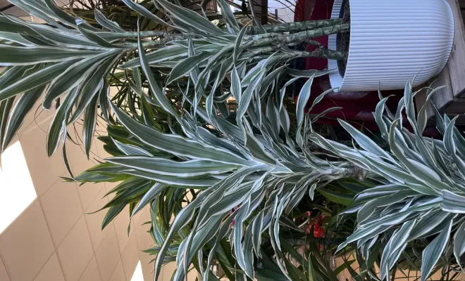 Grand arrivage de plantes d'intérieur, Folelli, Pépinière du Fiumalto