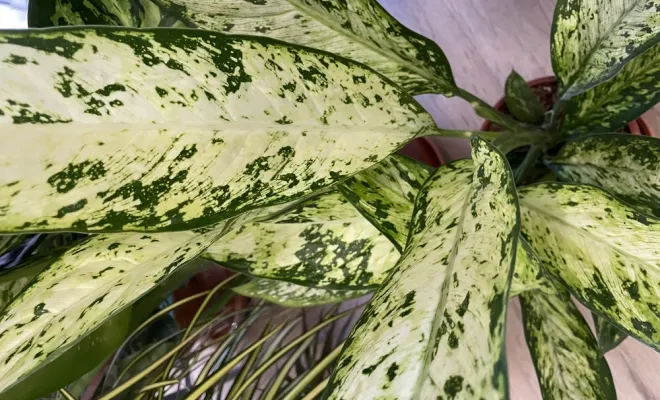 Grand arrivage de plantes d'intérieur, Folelli, Pépinière du Fiumalto