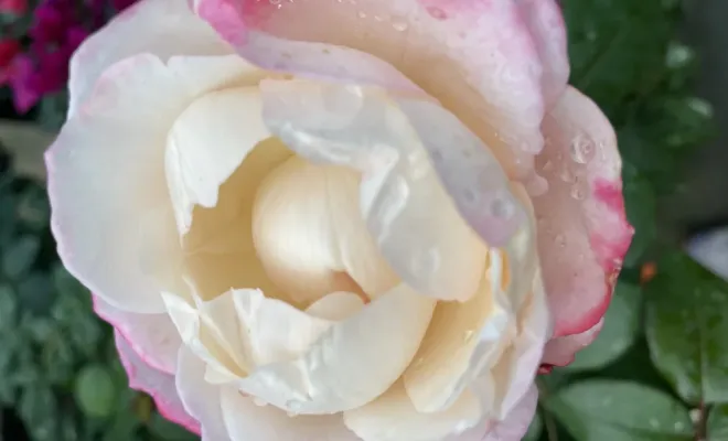 Réception de rosiers, buisson et grimpant, grand choix de coloris, Folelli, Pépinière du Fiumalto