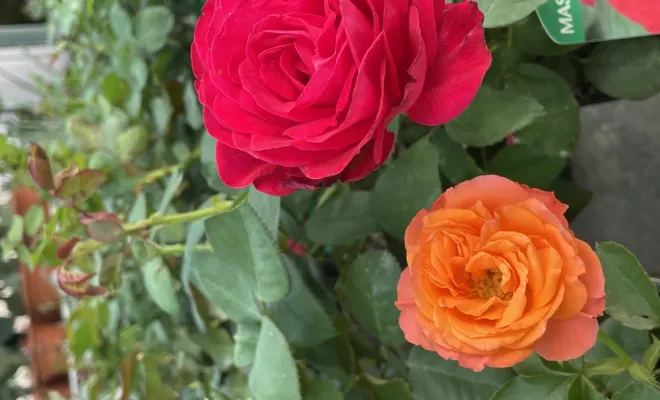 Réception de rosiers, buisson et grimpant, grand choix de coloris, Folelli, Pépinière du Fiumalto
