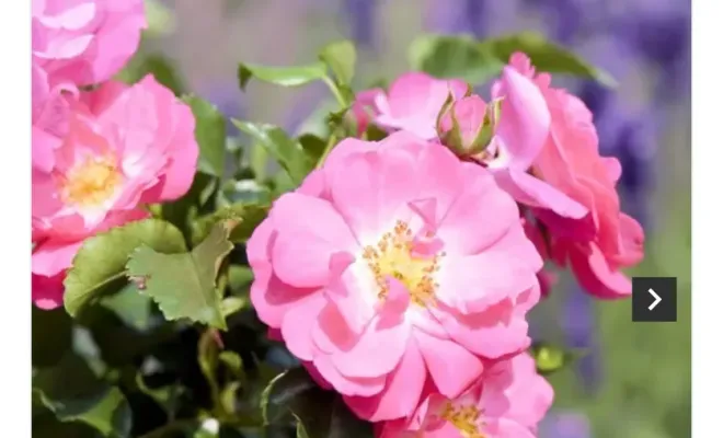 Réception de rosiers, buisson et grimpant, grand choix de coloris, Folelli, Pépinière du Fiumalto