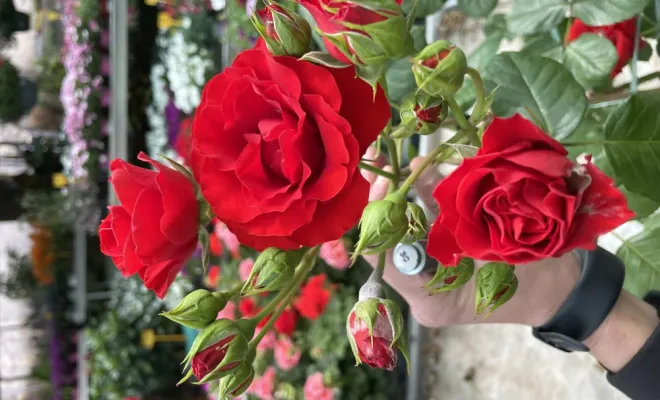 Réception de rosiers, buisson et grimpant, grand choix de coloris, Folelli, Pépinière du Fiumalto