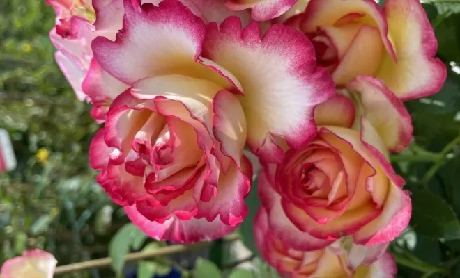 Réception de rosiers, buisson et grimpant, grand choix de coloris, Folelli, Pépinière du Fiumalto