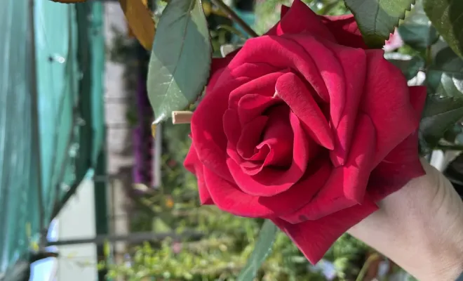 Réception de rosiers, buisson et grimpant, grand choix de coloris, Folelli, Pépinière du Fiumalto