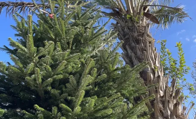 Réception de sapin, Folelli, Pépinière du Fiumalto