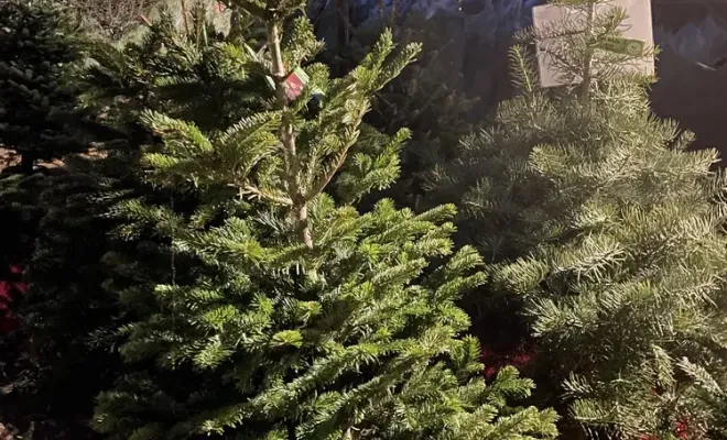 Réception de sapin, Folelli, Pépinière du Fiumalto