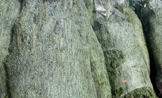 Réception de sapin, Folelli, Pépinière du Fiumalto