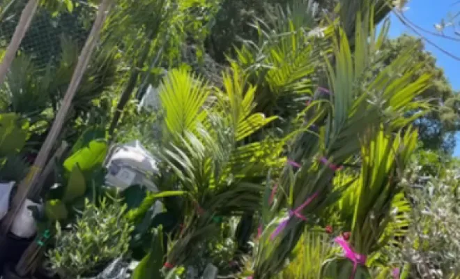 Acheter des plantes exotiques dans une pépinière à Folelli, Folelli, Pépinière du Fiumalto