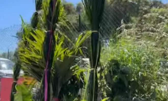 Acheter des plantes exotiques dans une pépinière à Folelli, Folelli, Pépinière du Fiumalto