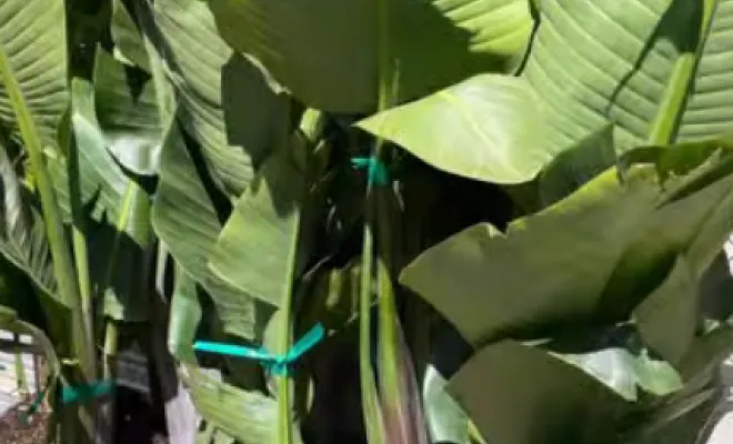 Acheter des plantes exotiques dans une pépinière à Folelli, Folelli, Pépinière du Fiumalto